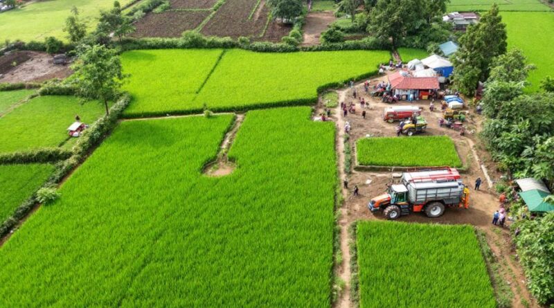 Ladang pertanian hijau di Jawa Barat dengan petani.